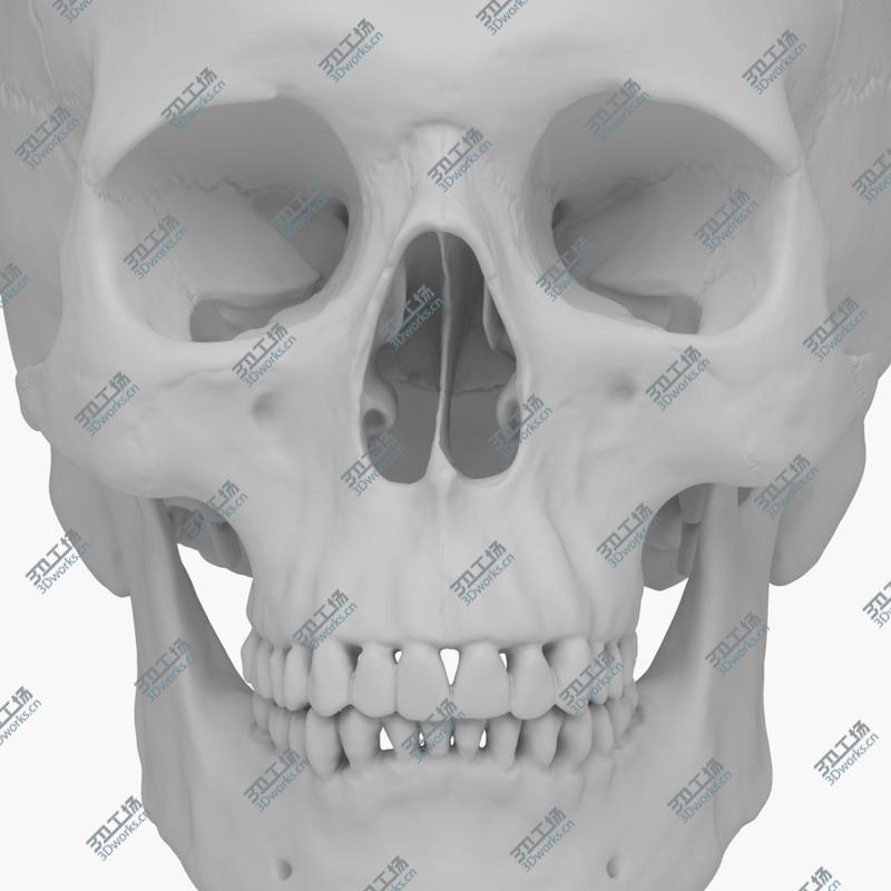 images/goods_img/202104094/Human Skull/1.jpg